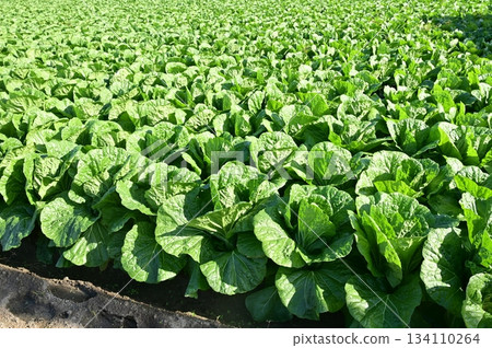 大白菜（十字花科）菜園 134110264