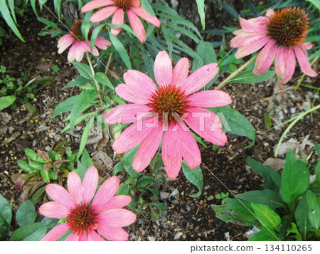 粉紅紫錐菊花 134110265