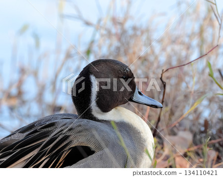 Pintail Pintail 134110421