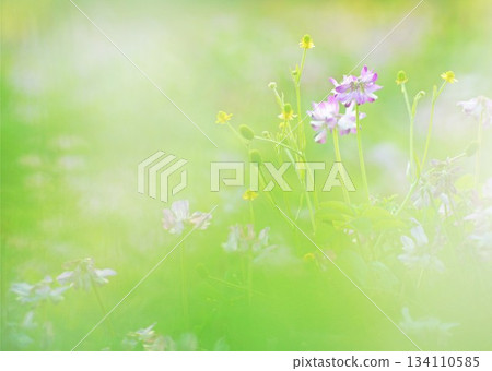 Lotus flowers blooming in the early summer meadow Lotus flowers blooming in the early summer meadow 134110585