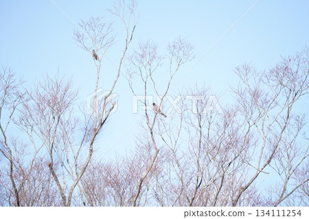 藍天下，光禿禿的樹枝映襯著藍天。 134111254