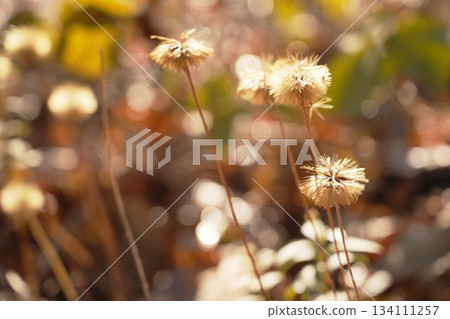 絨毛在風中搖曳 134111257