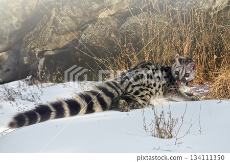 Common genet in nature Common genet in nature 134111350