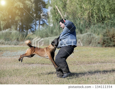 training of belgian shepherd training of belgian shepherd 134111354