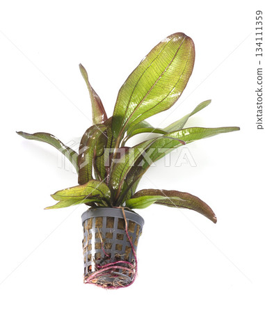Echinodorus Hot Pepper in studio Echinodorus Hot Pepper in studio 134111359