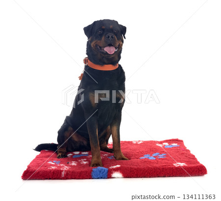 rottweiler in studio 134111363