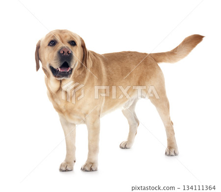 adult labrador retriever 134111364