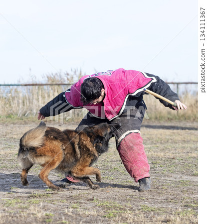 training of belgian shepherd 134111367