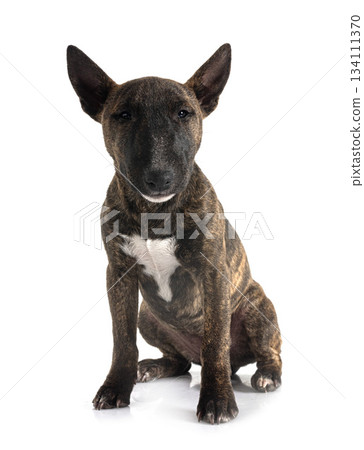 miniature bull terrier in studio 134111370