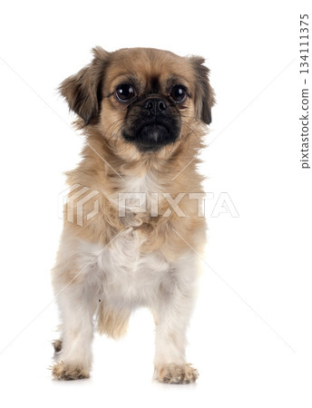 Tibetan spaniel in studio Tibetan spaniel in studio 134111375