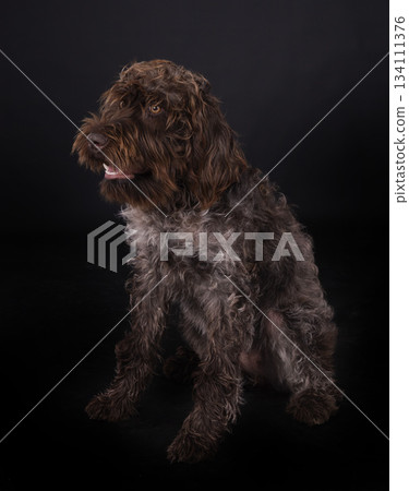 Wirehaired Pointing Griffon Wirehaired Pointing Griffon 134111376
