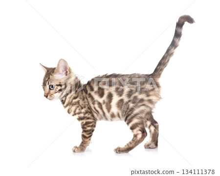 bengal kitten in studio bengal kitten in studio 134111378