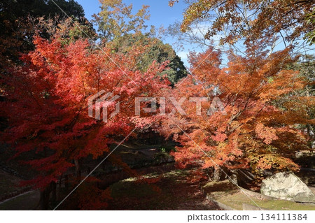 福岡縣築紫野市天梅山歷史自然公園的秋葉 福岡縣築紫野市天梅山歷史自然公園的秋葉 134111384