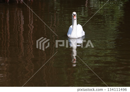 Close up White swan is cute in river 134111496