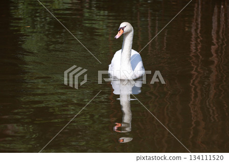 Close up White swan is cute in river Close up White swan is cute in river 134111520
