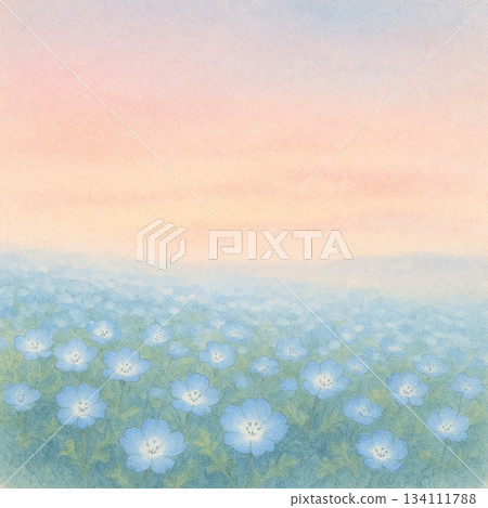 粉蝶花系列：淡晨光漸層與粉蝶花 134111788