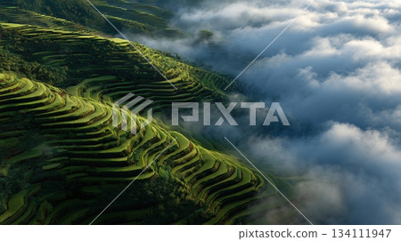 梯田 雲海 花莖 134111947