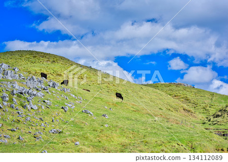 Shikoku Karst's cow Shikoku Karst's cow 134112089