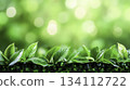 Lush Green Leaves with Dewdrops Against a Soft Blurred Nature Background 134112722