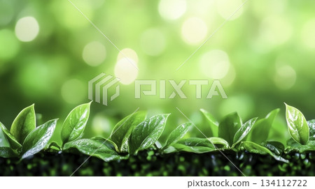 Lush Green Leaves with Dewdrops Against a Soft Blurred Nature Background 134112722