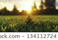 Pine Cone in Evening Light with Blurry Background and Sun Rays in Nature 134112724