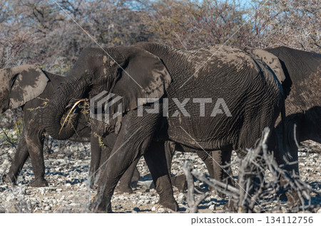 Closeup of an African Elephant Passing By Closeup of an African Elephant Passing By 134112756