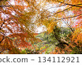 Momiji沾滿了秋天的顏色 134112921