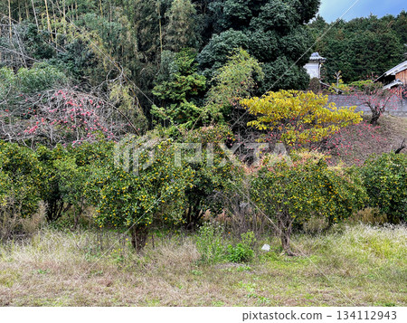 山邊路兩旁種滿了柿子樹。 134112943