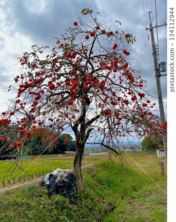 山邊路上的柿子樹上掛滿了柿子。 山邊路上的柿子樹上掛滿了柿子。 134112944