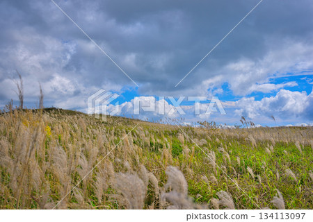 Shikoku Karst silver grass 134113097