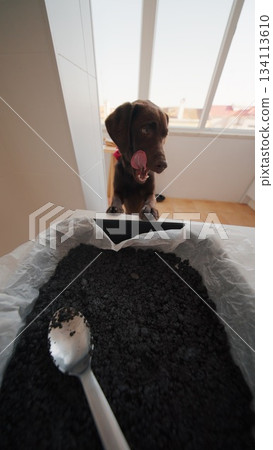 A Curious Dog is Enthusiastically Watching Black Ingredients User is Mixing in a Bowl A Curious Dog is Enthusiastically Watching Black Ingredients User is Mixing in a Bowl 134113610