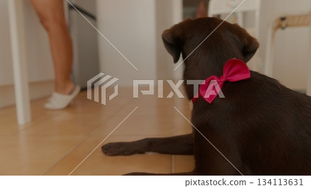 An adorable cute brown dog wearing a colorful ribbon is situated in a cozy kitchen environment An adorable cute brown dog wearing a colorful ribbon is situated in a cozy kitchen environment 134113631