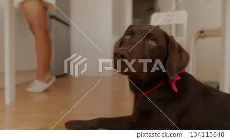 An adorable Chocolate Labrador Dog is seen relaxing peacefully in a modern kitchen setting 134113640