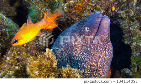 Moray Eel, Cabo Cope-Puntas del Calnegre Natural Park, Spain Moray Eel, Cabo Cope-Puntas del Calnegre Natural Park, Spain 134114055