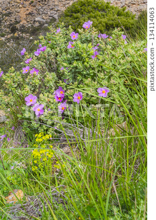 Grey-leaved Cistus, La Tenencia de Benifasar Natural Park, Spain Grey-leaved Cistus, La Tenencia de Benifasar Natural Park, Spain 134114063