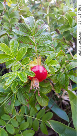 Close-up of a ripe, glossy rosehip berry nestled among green leaves that partially conceal a small snail beneath 134114068