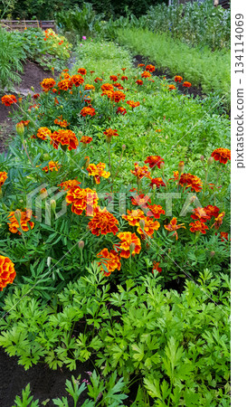 Close-up of vibrant marigold blossoms nestled in a lush green garden 134114069