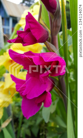 Extreme close-up of a stunning, vibrant magenta gladiolus flower in full bloom. Extreme close-up of a stunning, vibrant magenta gladiolus flower in full bloom. 134114074