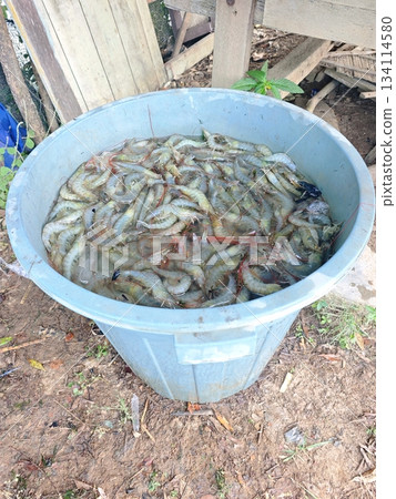 Freshly Harvested White Shrimp in a Large Blue Bucket 134114580