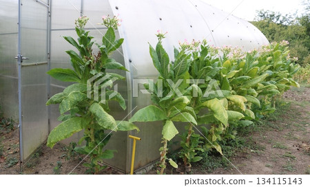 Tall tobacco bushes with cut lower leaves and tops in pink bloom against the background of a polycarbonate greenhouse, garden cultivation of tobacco plants during the flowering period Tall tobacco bushes with cut lower leaves and tops in pink bloom against the background of a polycarbonate greenhouse, garden cultivation of tobacco plants during the flowering period 134115143