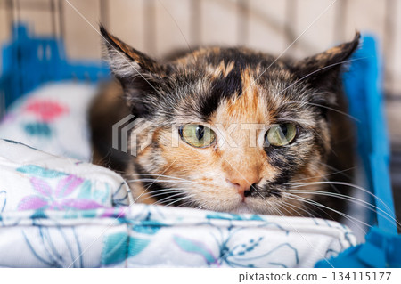 Calico feline resting, Village volunteer cares for vulnerable cat with hopeful patience 134115177