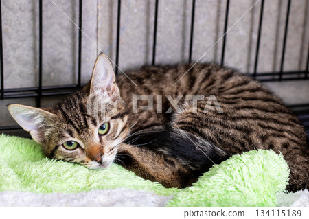 Rescued striped kitten with slender body enjoys tranquil rest on cozy green covering 134115189