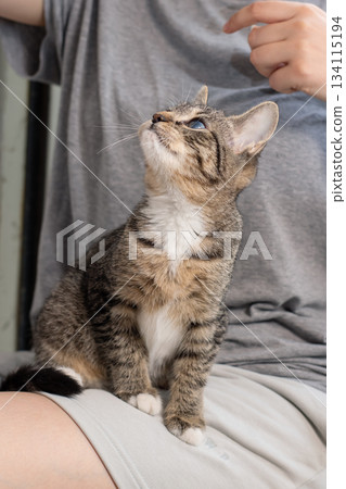 Young cat rests comfortably on owner, Adorable tabby enjoys cuddle time with owner Young cat rests comfortably on owner, Adorable tabby enjoys cuddle time with owner 134115194