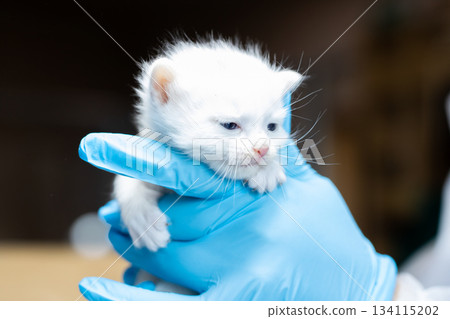 Tiny kitten examination, Careful medical check of delicate white kitten in sterile setting 134115202