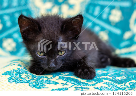 Charming miniature black kitten with bright eyes sitting calmly on lively fabric inside Charming miniature black kitten with bright eyes sitting calmly on lively fabric inside 134115205