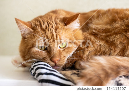 Peaceful orange coated feline reclining on patterned pillow amidst warm home surroundings Peaceful orange coated feline reclining on patterned pillow amidst warm home surroundings 134115207