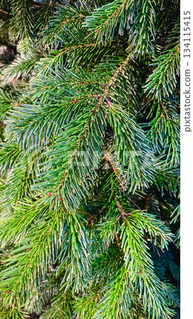 Close up of vibrant green pine branch with detailed needles. Natural background for holiday or nature themes 134115415
