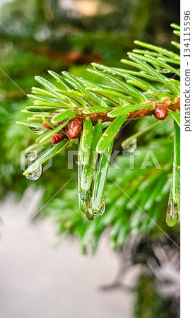 Bright macro shot of vibrant green evergreen needles with large sparkling water droplets 134115596