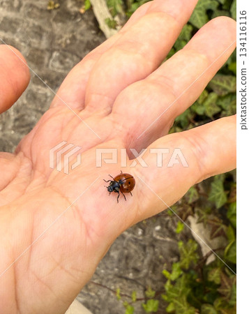 Ladybug resting on human palm in gentle close interaction. Nature connection, delicate wildlife moment, small-scale beauty and tender human-animal encounter. 134116116