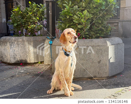 English setter dog sitting alone near planter on city sidewalk under sunlight. Patience, loyalty, urban moment, quiet waiting, gentle connection between pet and human routine in daily street life. 134116146